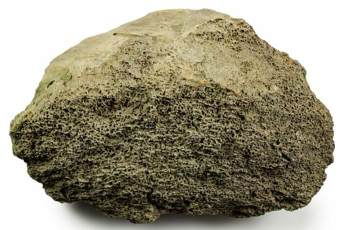 Dinosaur (Triceratops) Bone Section - Montana #366579